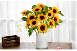 Sunflowerָ_಩̫_ͼƬ